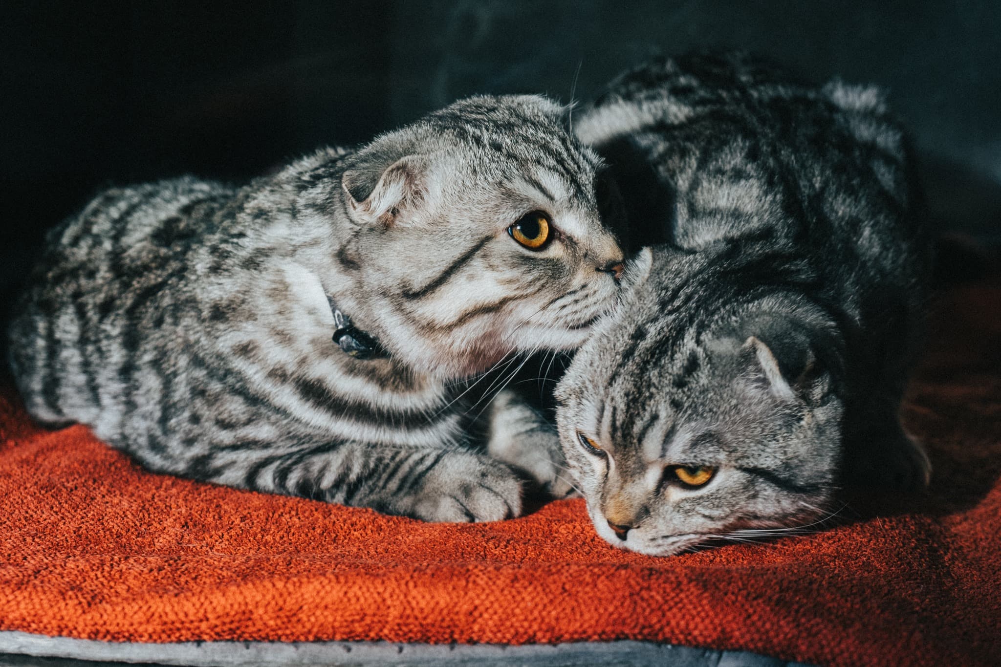 Bilde av to Scottish Fold-mix i hopsitaliseringsbur