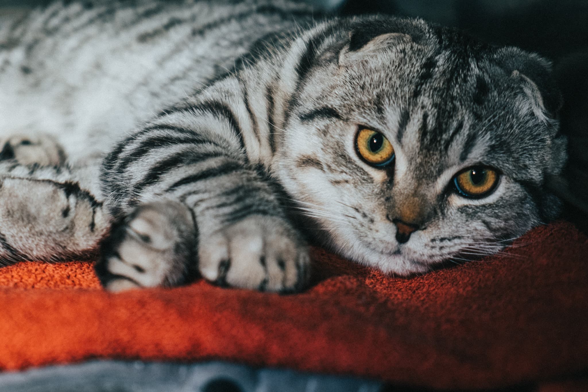 Surnadal Veterinærpraksis